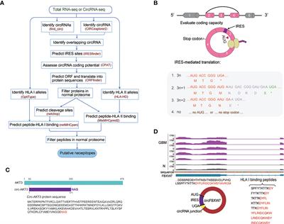 Circular RNAs as a potential source of neoepitopes in cancer
